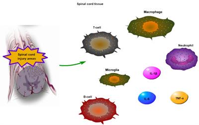 The Repression of the HMGB1-TLR4-NF-κB Signaling Pathway by Safflower Yellow May Improve Spinal Cord Injury